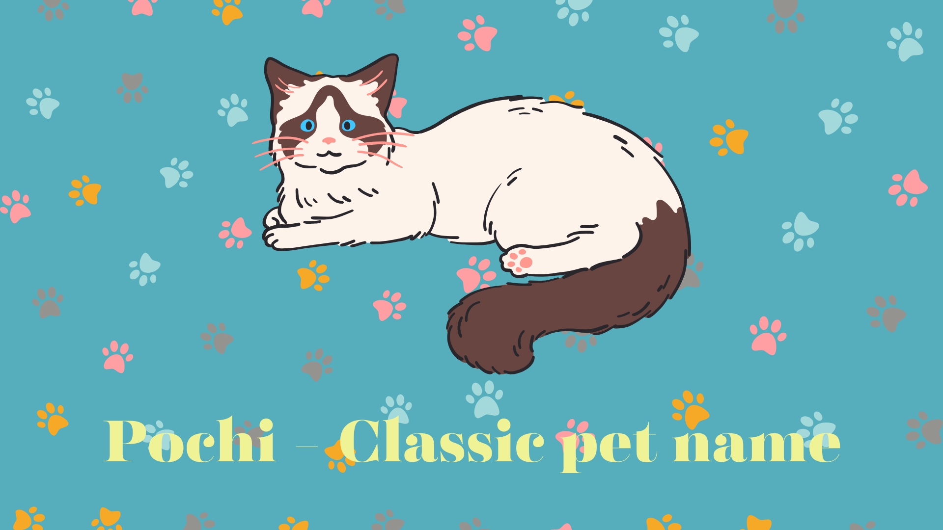 Pochi - Classic pet name